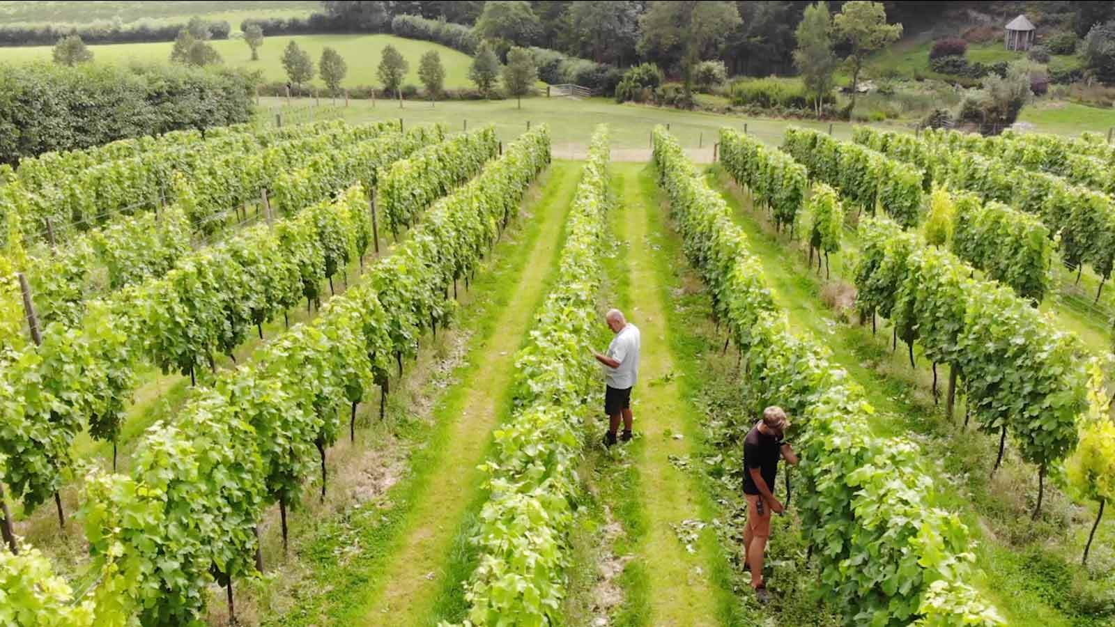 Alder Vineyard