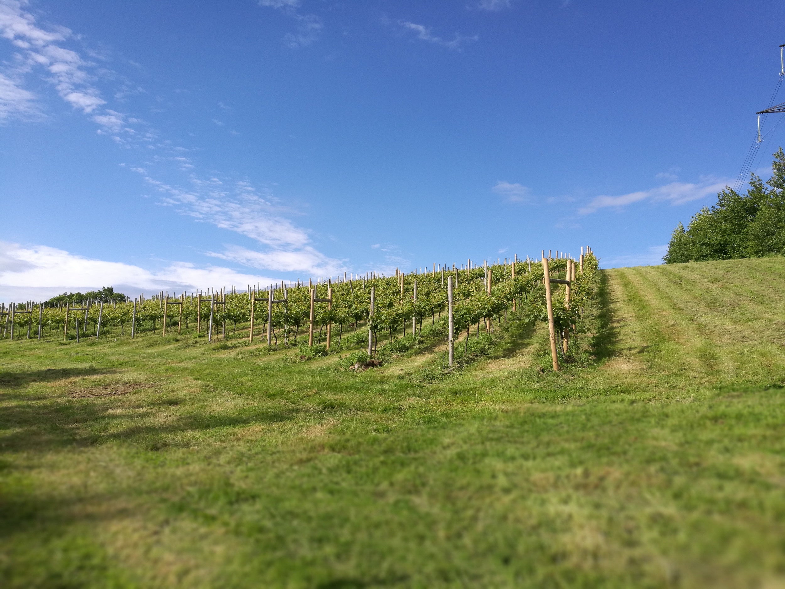 Huxbear Vineyard