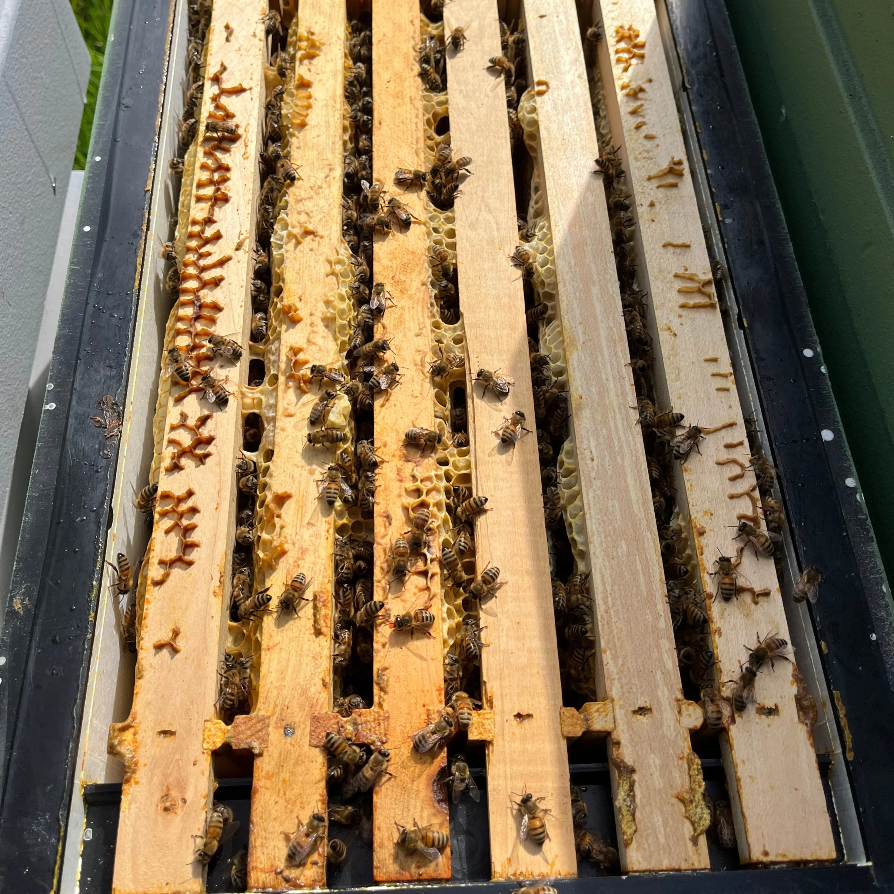 North Devon Queens