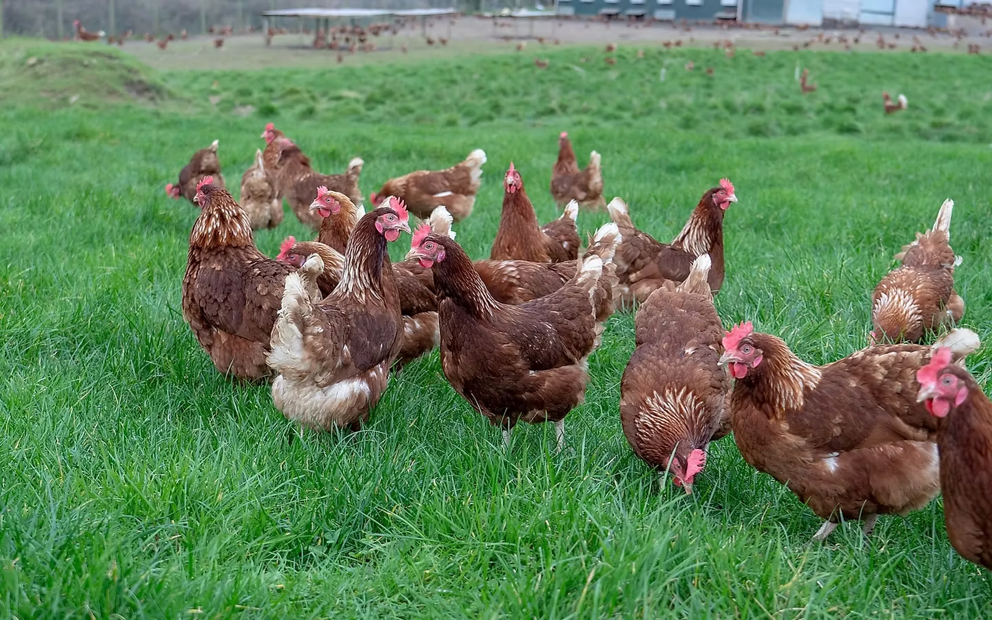 Little Hollacombe Farm