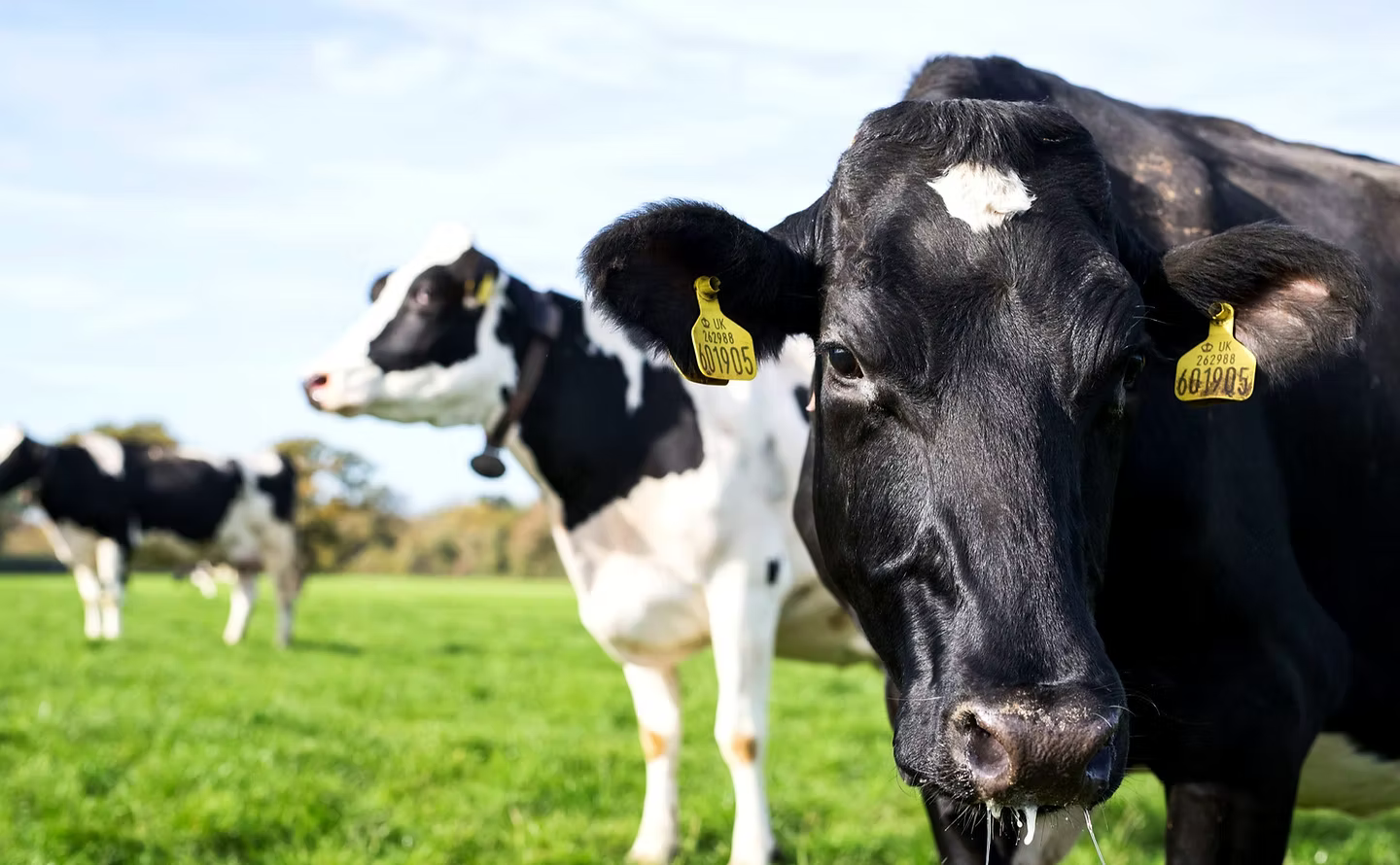 AS, AE & AJ Perrett T/A Meggy Moo's Dairy