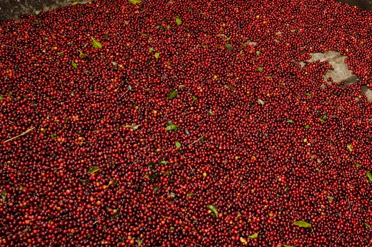 Landmark Speciality Coffee Ltd