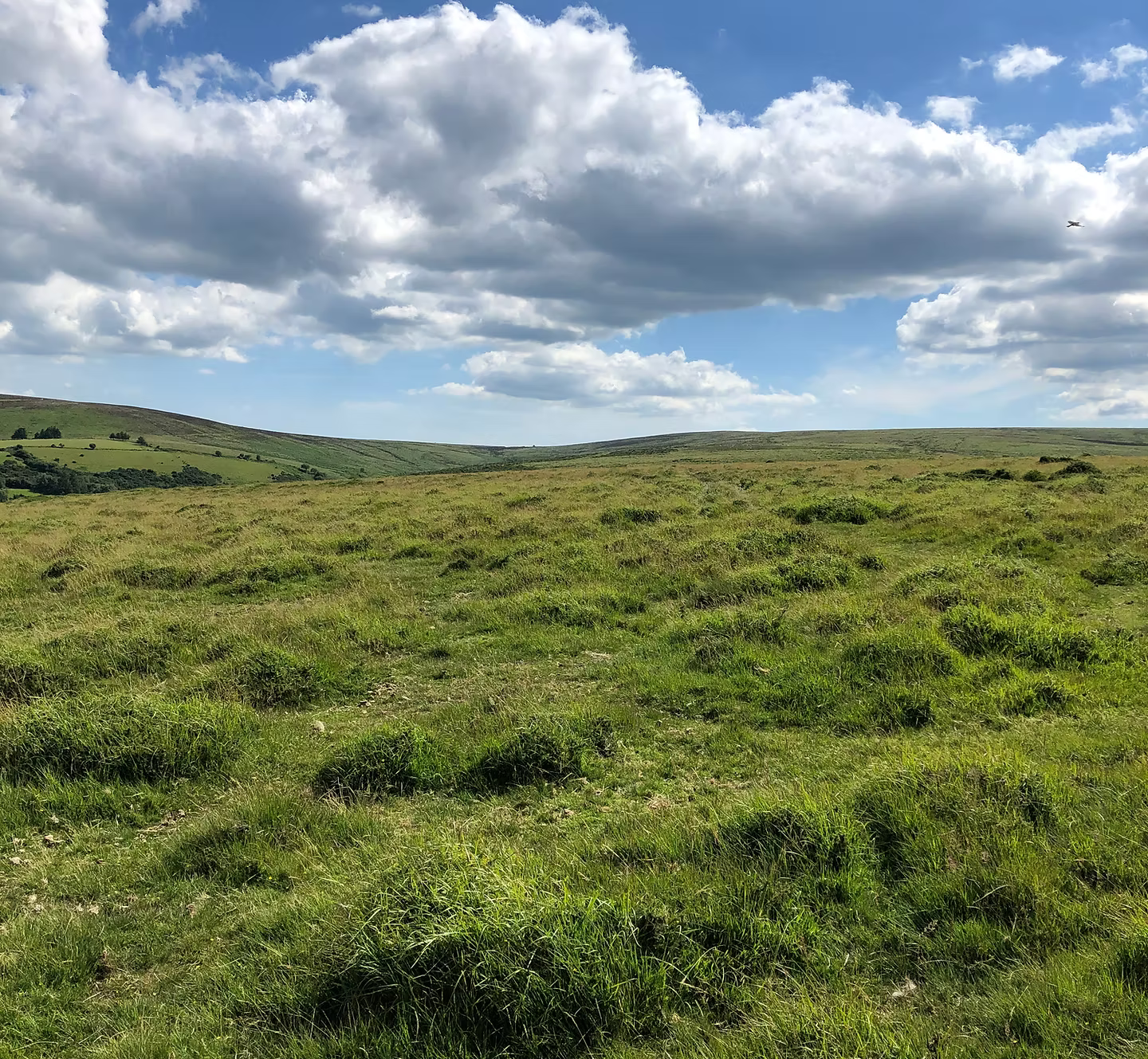 Dartmoor Beef and Lamb