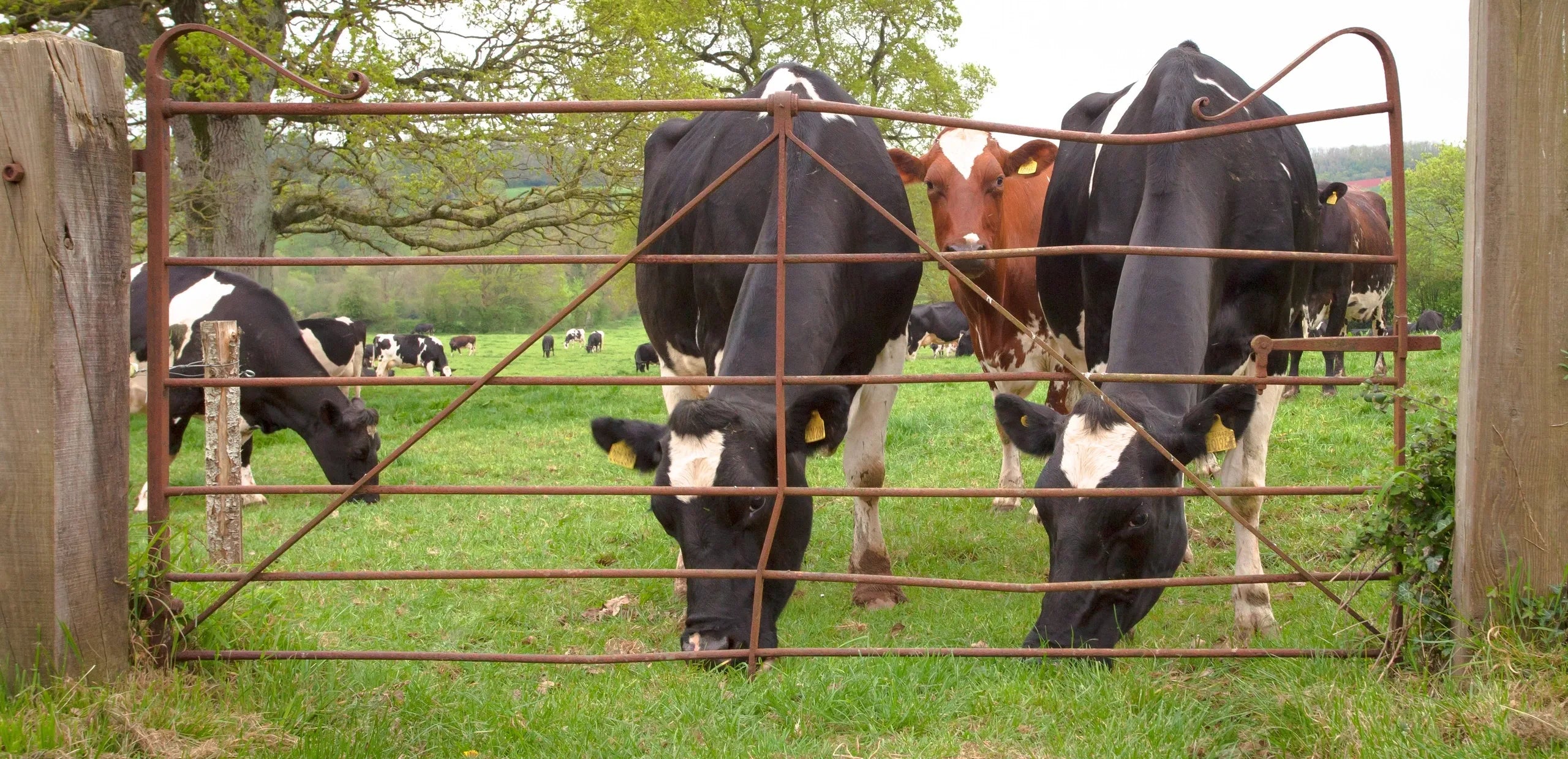 The Sandford Gate Milk Company