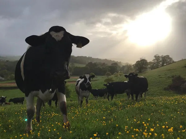 The Sandford Gate Milk Company