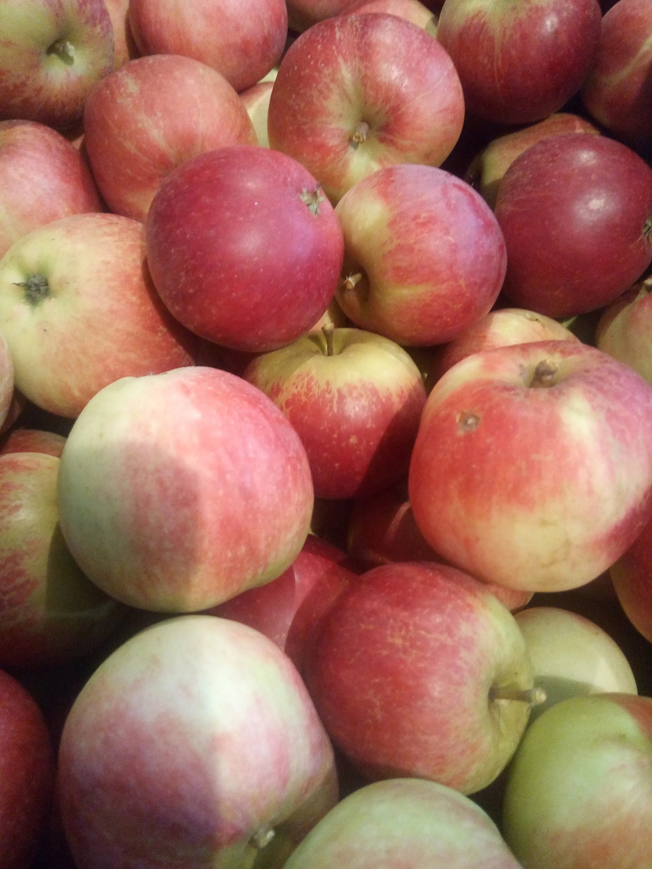 North Perrott Fruit Farm