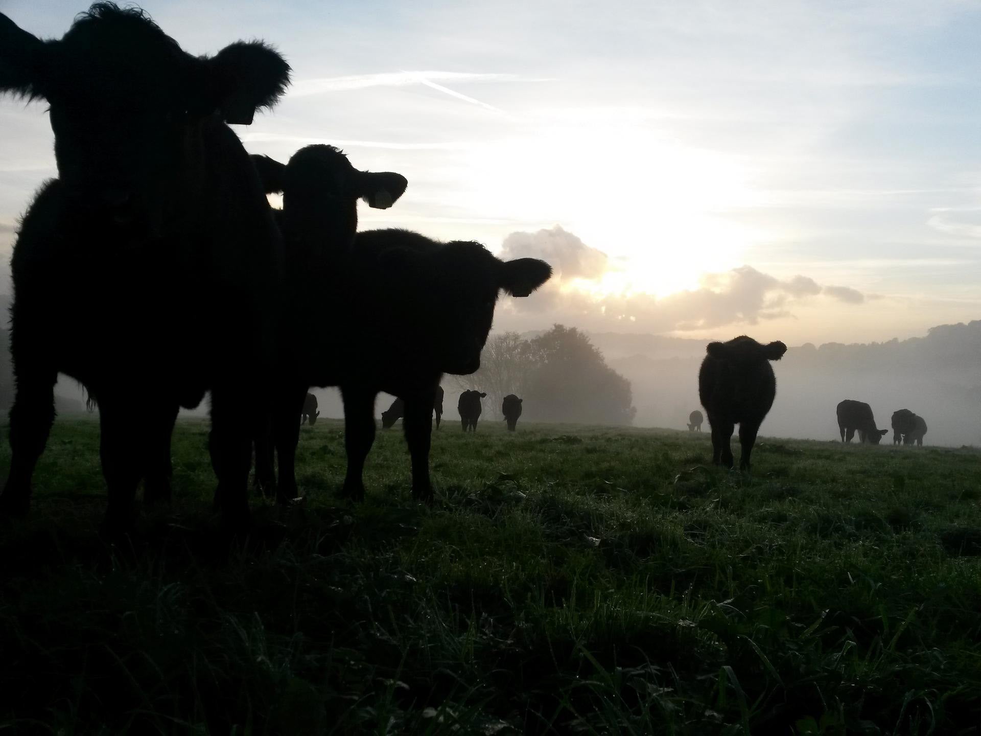 Kittow Cattle