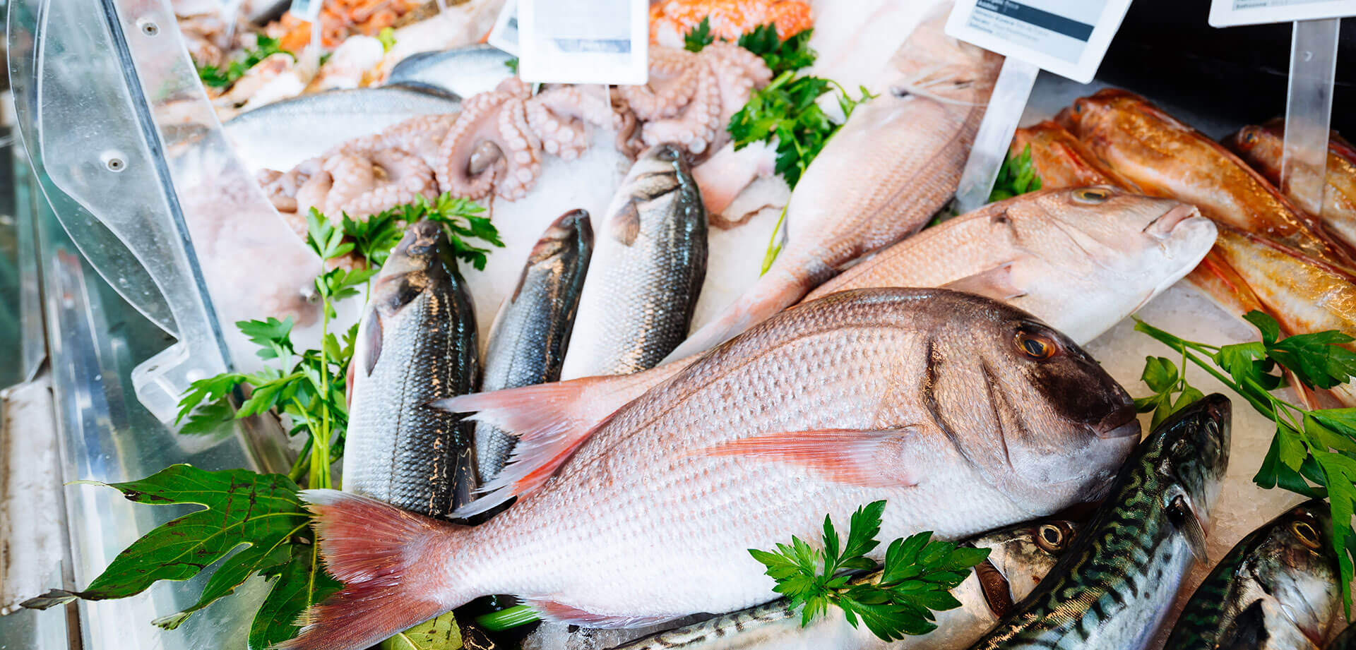 Catch of the Day and Salcombe Smokers