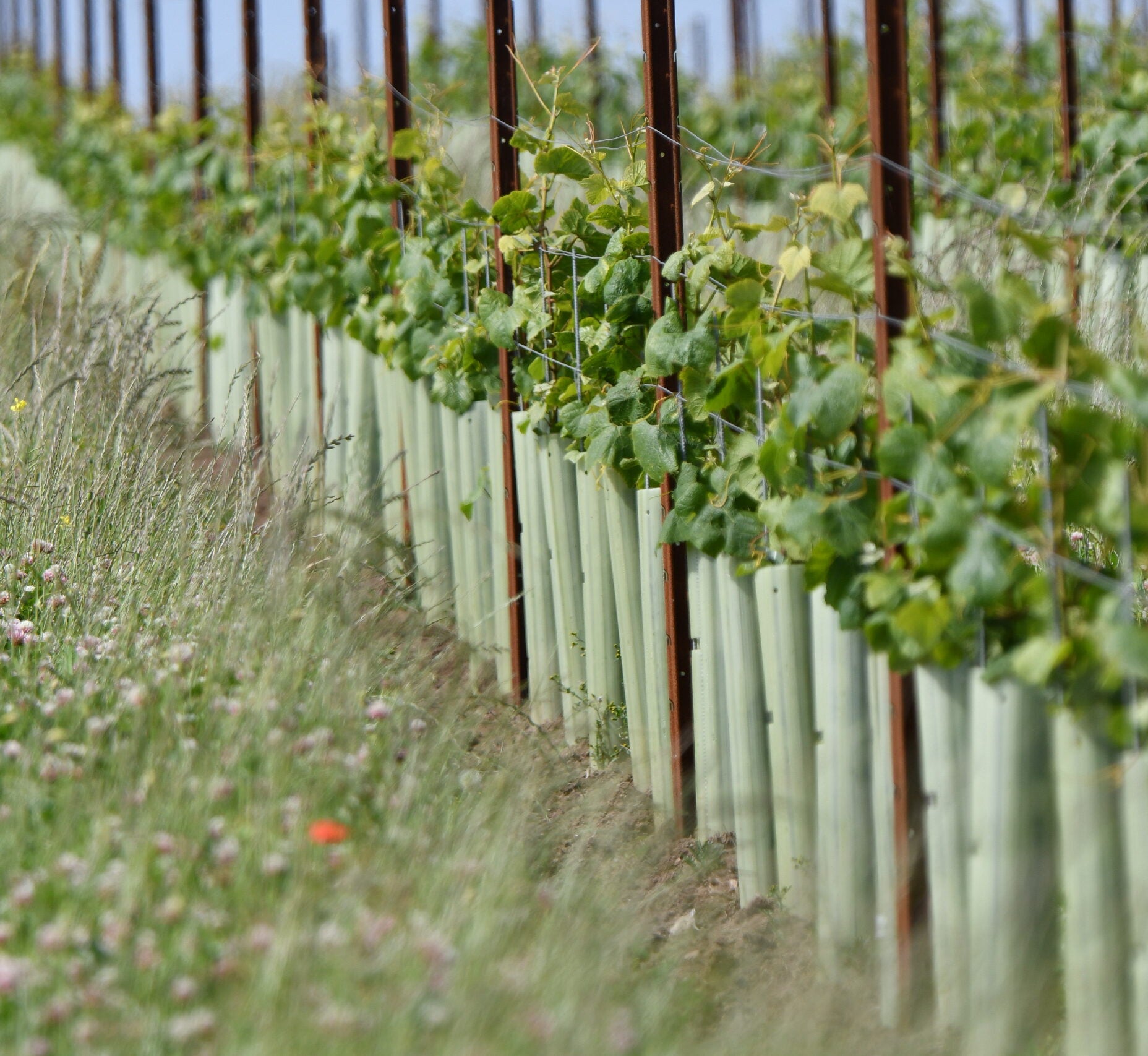 Bantham Vineyard
