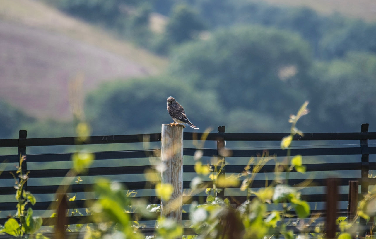 Bantham Vineyard