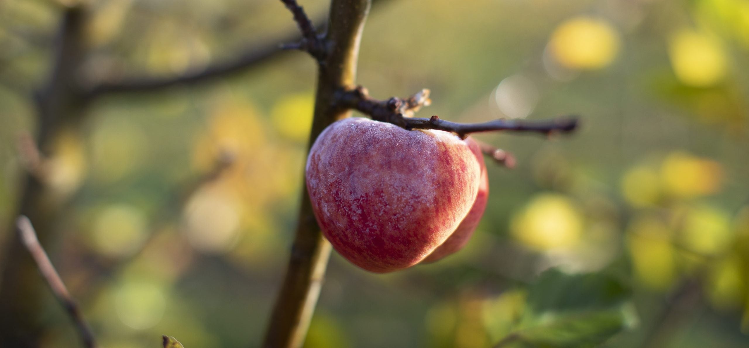 Harry's Cider Company Ltd