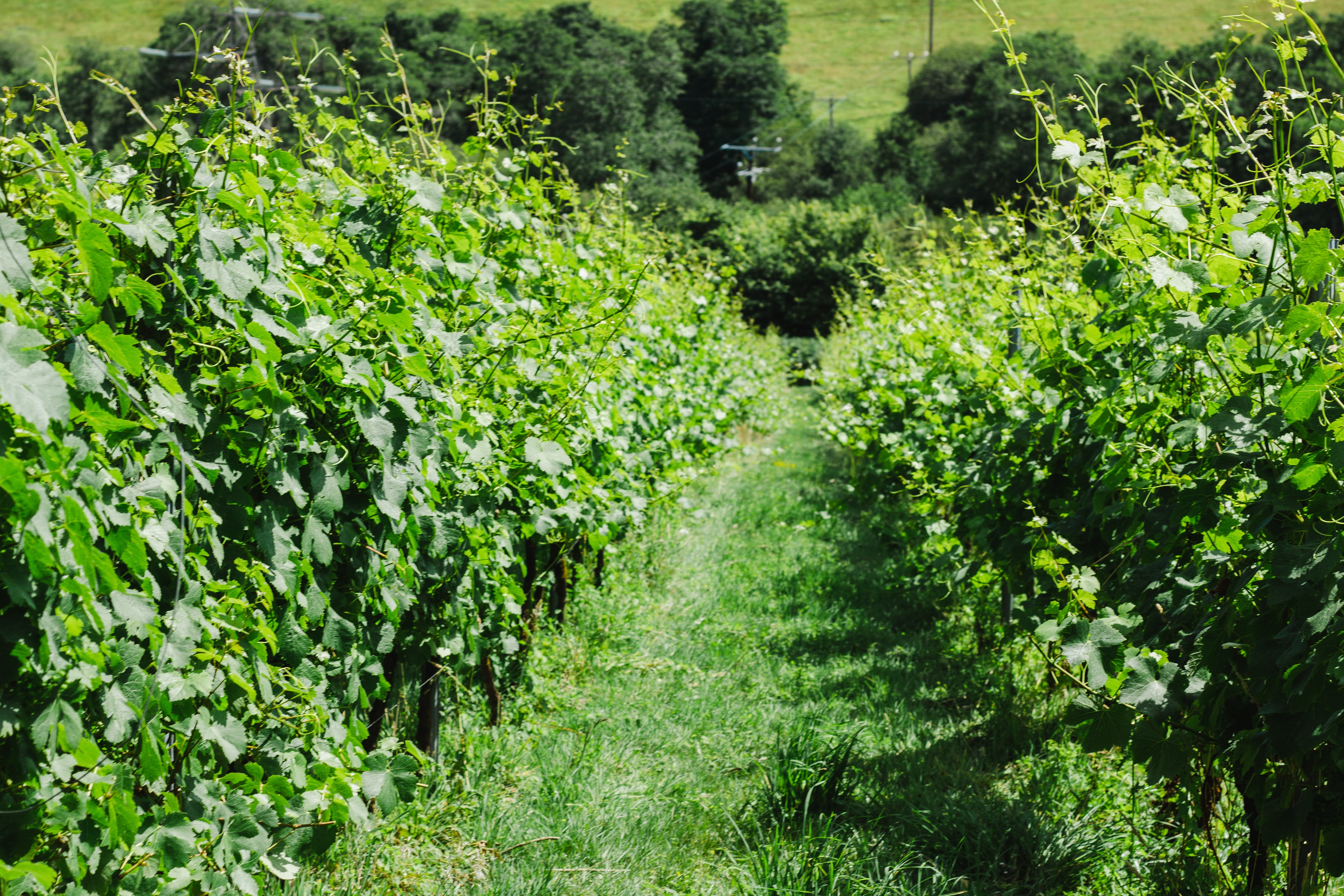 Looe Valley Vineyard