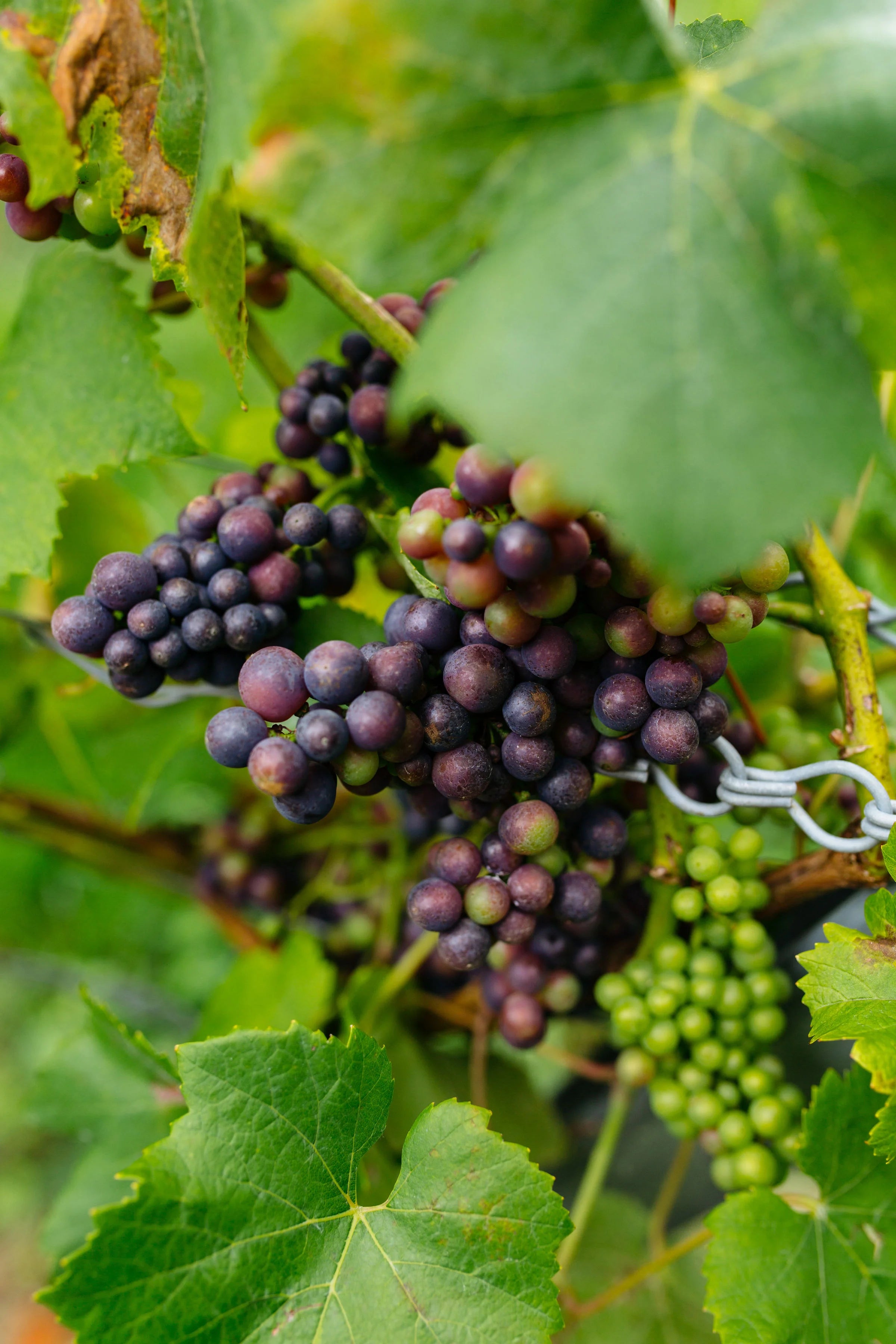 Looe Valley Vineyard