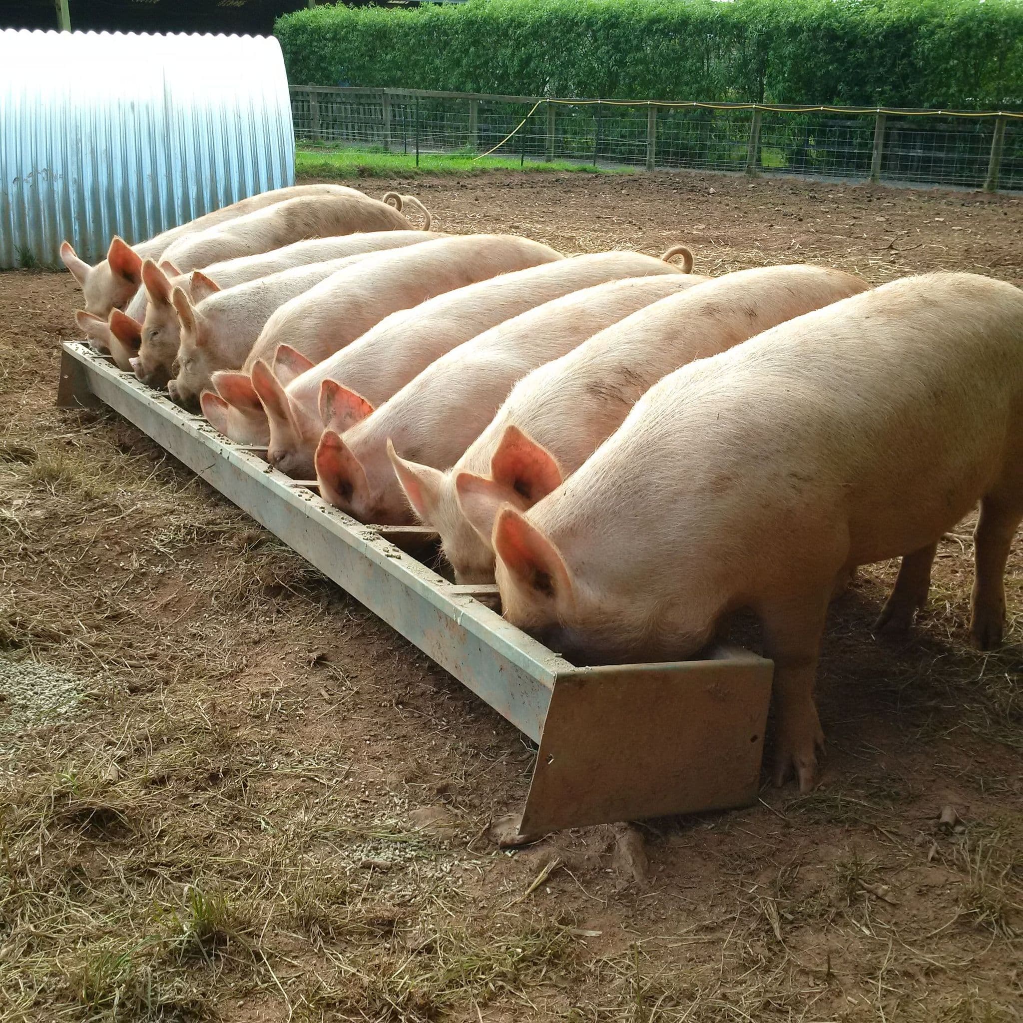 Little Oak Farm Pork