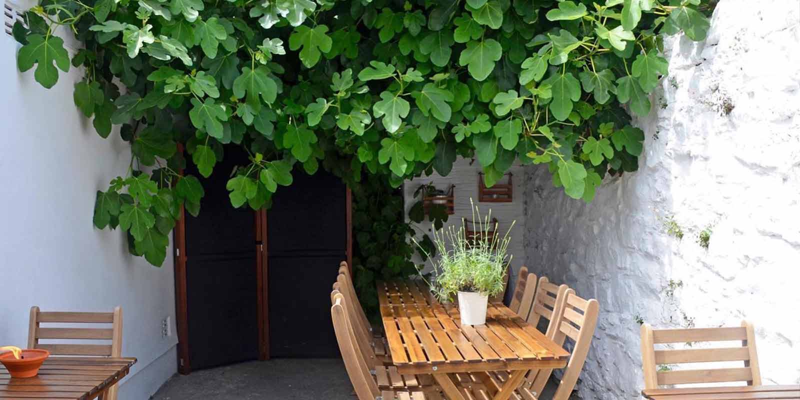 The Fig Tree @ 36