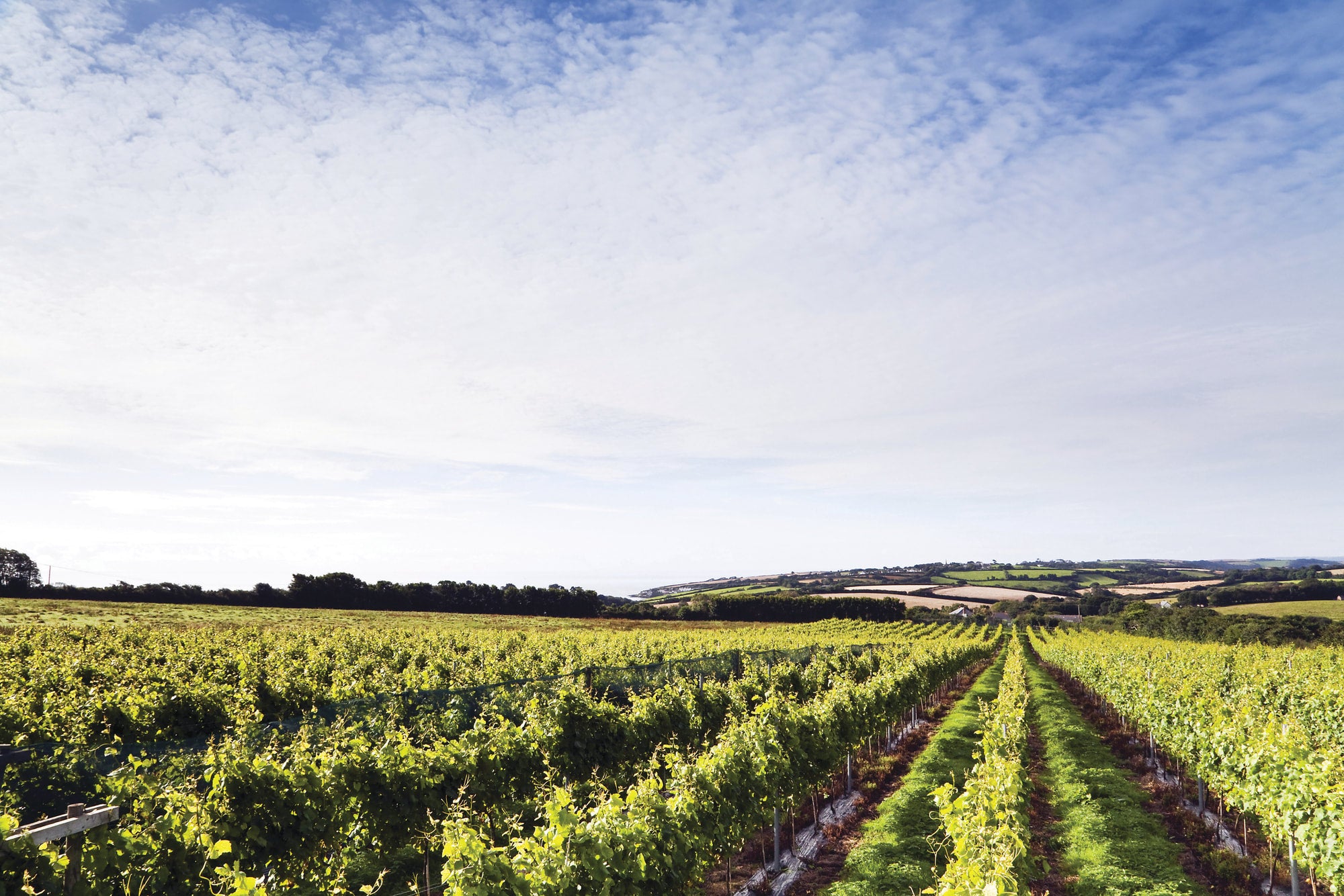 Knightor Winery