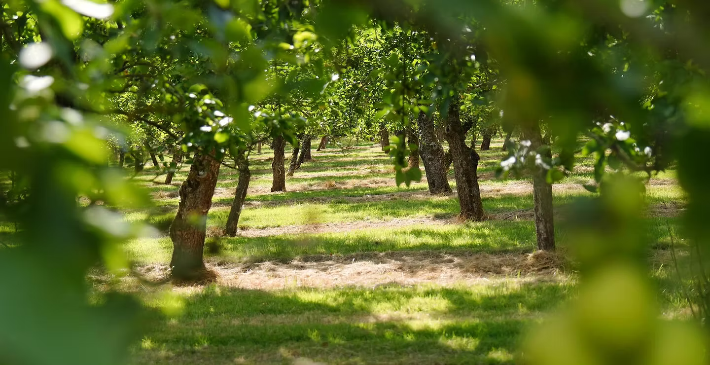 Heritage Cider - Taunton Cider