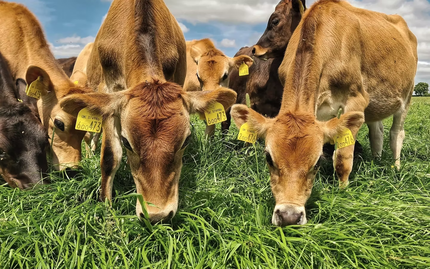 Stokehouse Farm Dairy