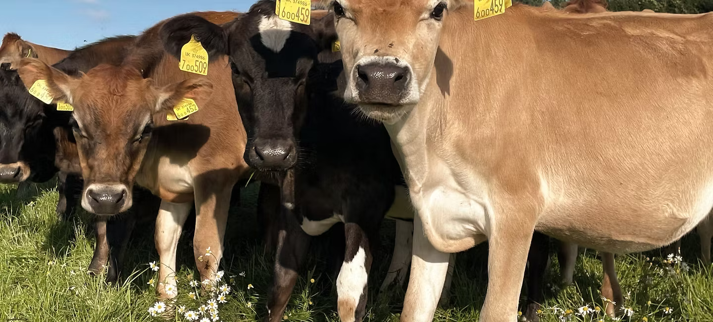 Stokehouse Farm Dairy