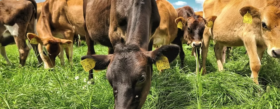 Stokehouse Farm Dairy