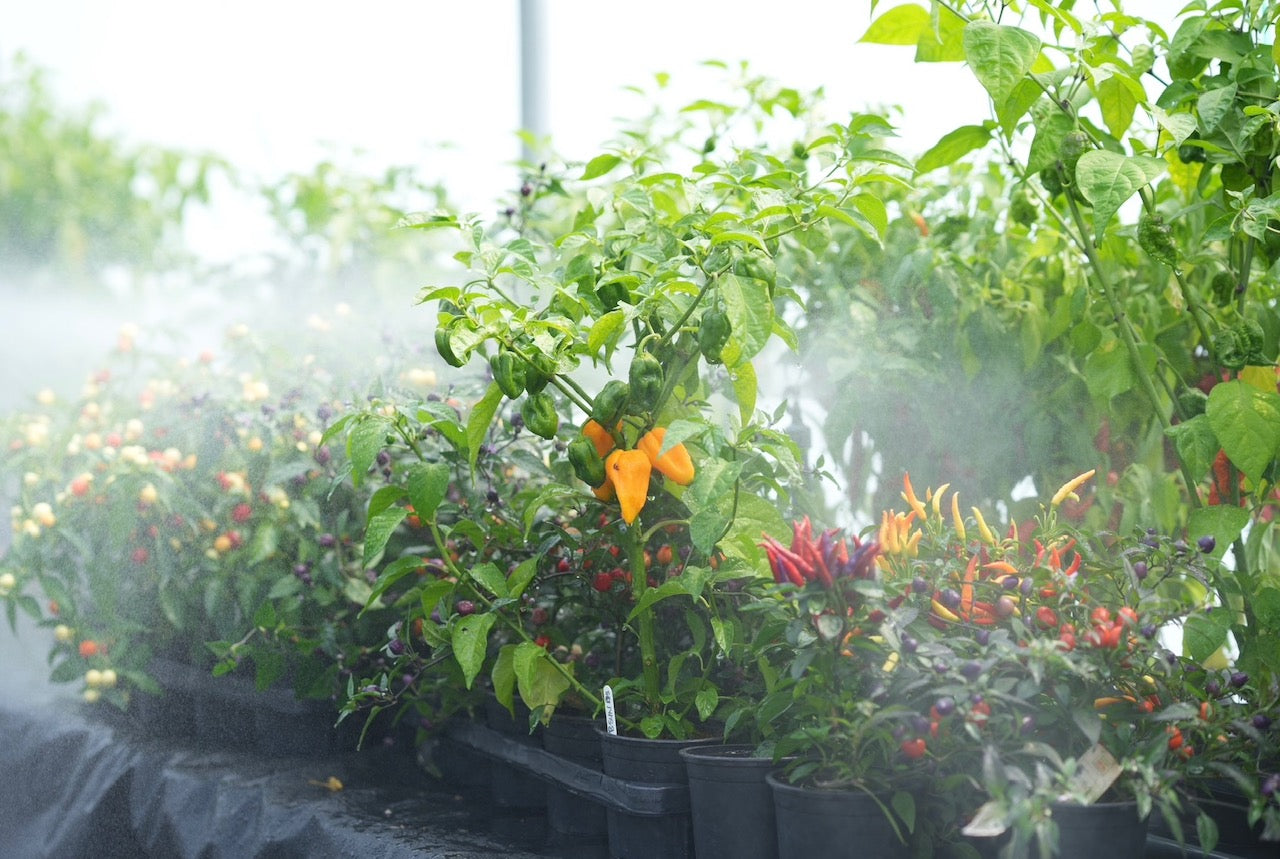 South Devon Chilli Farm