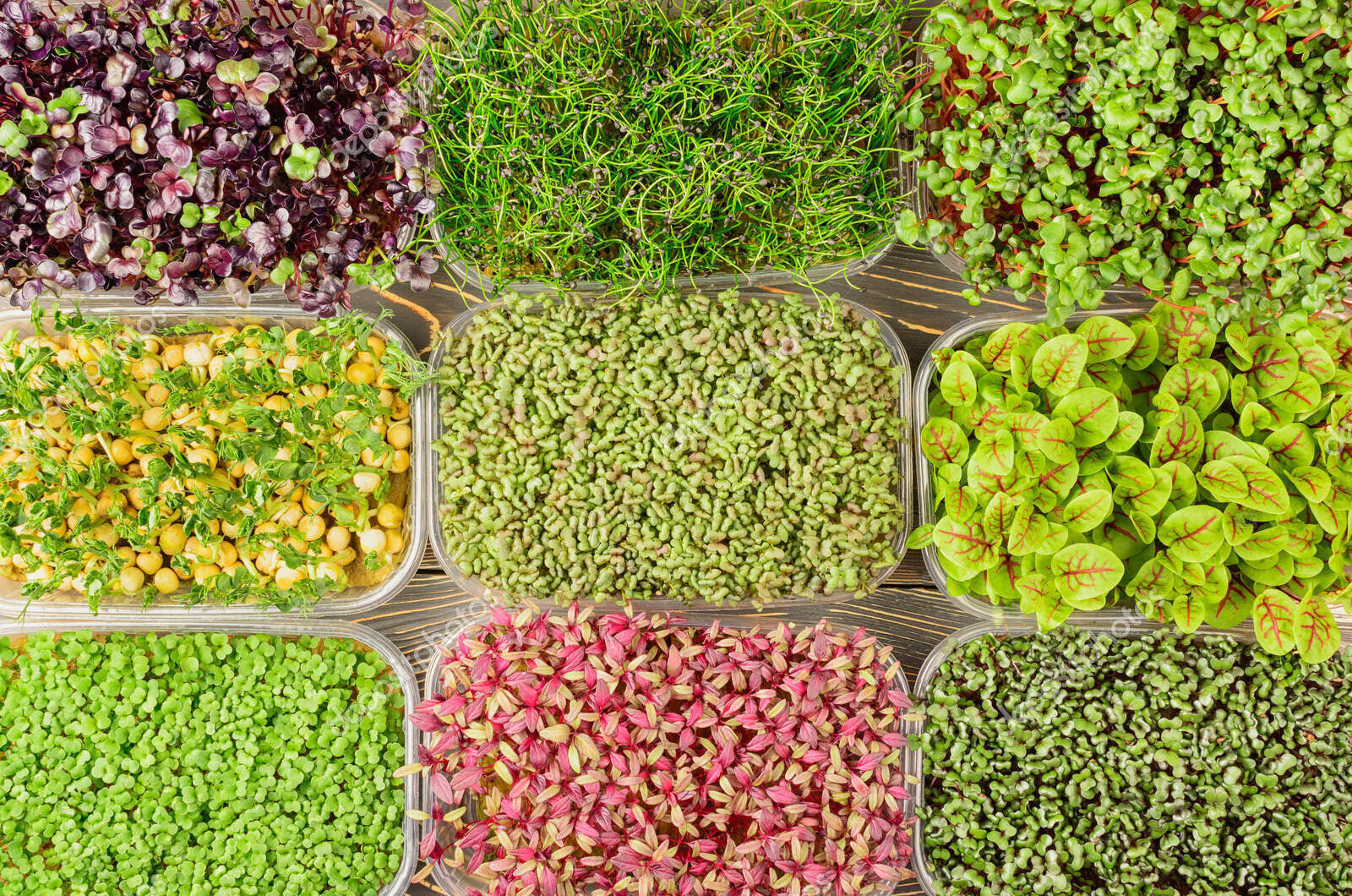 Devon Microgreens