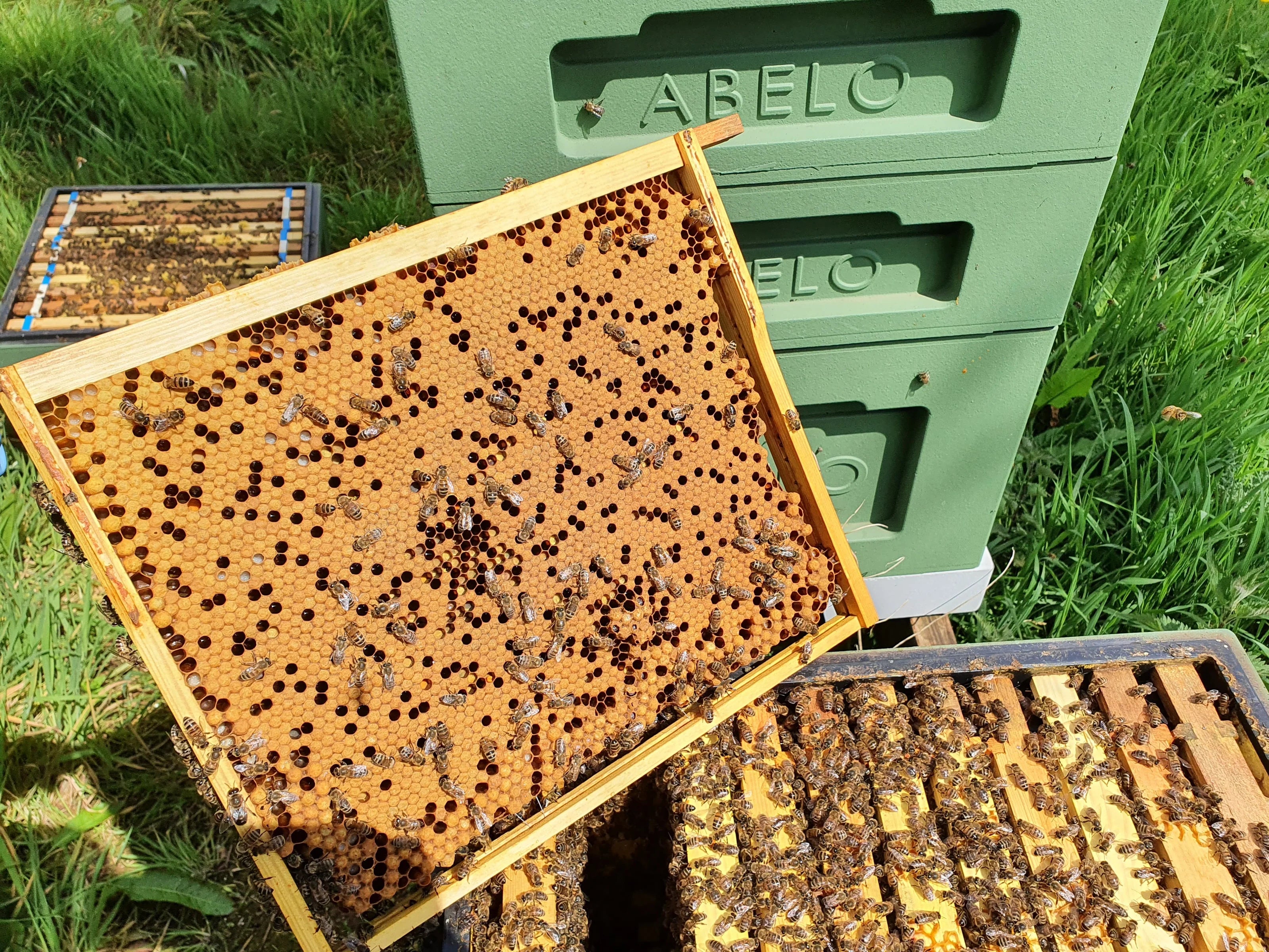 Stone's Honey