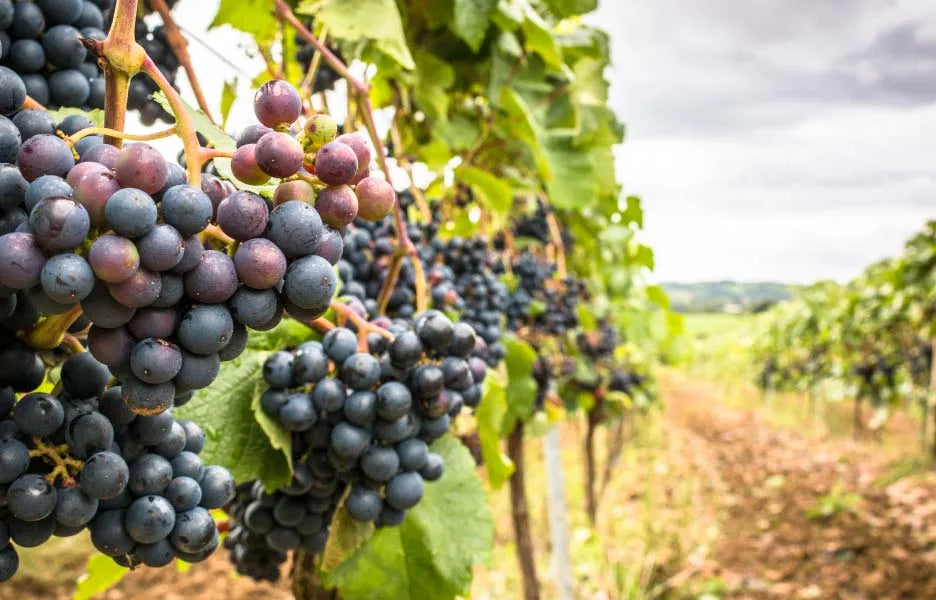 Torview Wines
